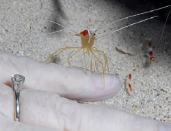 This Scarlet-Striped Cleaning Shrimp was happy to give my... by Jim Chambers 